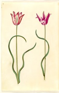 郁金香（clusius-tulipan） 作者 玛丽亚·西比拉·梅里安