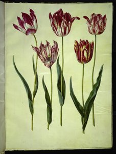 鹅掌楸 作者 玛丽亚·西比拉·梅里安