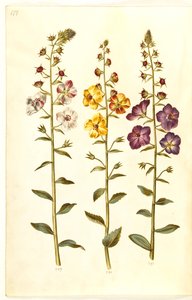 马鞭草（簇生锥花）；马鞭草凤仙花（紫色锥花） 作者 玛丽亚·西比拉·梅里安