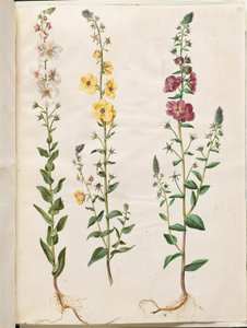 马鞭草（丛生锥花）；马鞭草凤仙花（紫色锥花） 作者 汉斯-西蒙·霍尔茨贝克