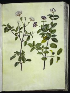 荚蒾属植物 作者 玛丽亚·西比拉·梅里安