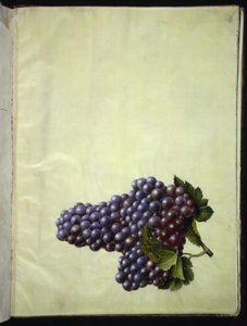 葡萄酿酒 作者 玛丽亚·西比拉·梅里安