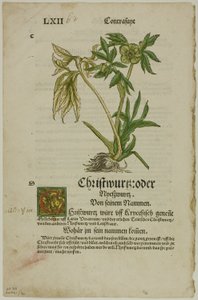 Christwurz（Hellebore），选自《植物标本馆》（Kräuterbuch），图版 96，选自《十六世纪书籍木刻》（Woodcuts from Books of the XVI Century）。 作者 汉斯·魏迪茨二世