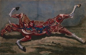 解剖马，来自&39;Cours d&39;Hippiatrique ou Trat Complet de la Medecine des Chevaux&39;by Philippe-Etienne Lafosse（1738-1820），由Claude Fessard雕刻，1772年 作者 哈吉尼尔