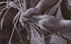 制作稻草带（黑白照片）