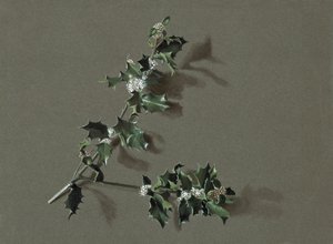 Ilex aquifolium L. Common Holly, 约1870-1920。 作者 哈罗德·德克沃特