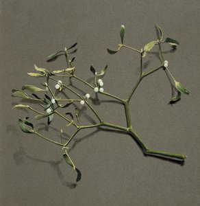 Viscum album L Mistletoe, c1870-1920. 作者 哈罗德·德克沃特
