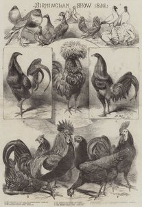 伯明翰秀1858年