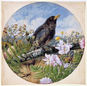 黑鸟，1864年（wc，水粉，纸上阿拉伯树胶）
