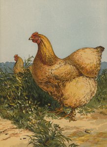 Buff Cochin Hen (chromolitho) 作者 哈里森·威廉·威尔