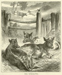 犊牛