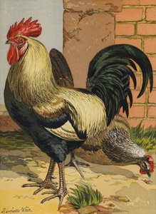 彩色 Dorkings (chromolitho) 作者 哈里森·威廉·威尔