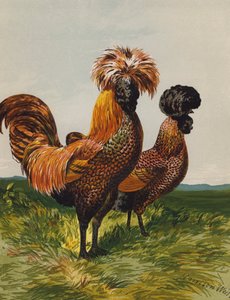 金条波兰（chromolitho） 作者 哈里森·威廉·威尔