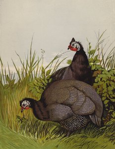 Guinea Fowls (chromolitho) 作者 哈里森·威廉·威尔