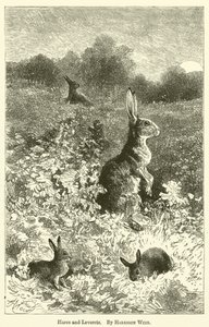 Hares和Leverets 作者 Harrison William Weir