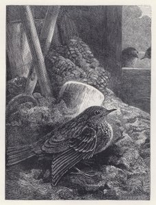 小罗宾安然无恙（版画） 作者 哈里森·威廉·威尔