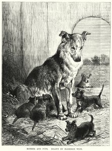 Mother and Pups (engraving) 作者 哈里森·威廉·威尔