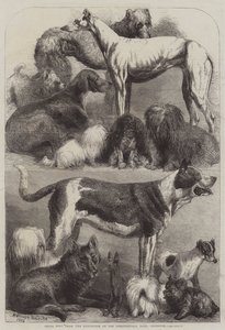 来自伊斯灵顿农业大厅展览的奖品 作者 Harrison William Weir