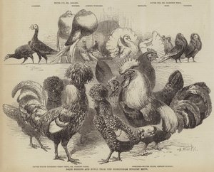 来自伯明翰家禽展的鸽子和家禽奖 作者 Harrison William Weir