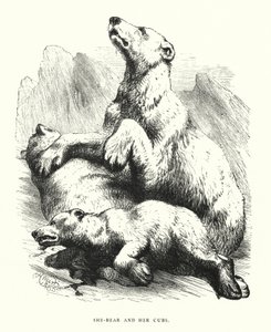 She-bear and her cubs (engraving) 作者 哈里森·威廉·威尔