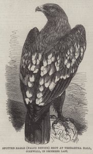 斑点鹰（Falco Nevius）射击在Trebartha霍尔，康沃尔郡，在12月末 作者 哈里森·威廉·威尔