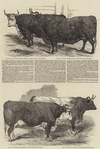 史密斯菲尔德俱乐部年度展览 作者 Harrison William Weir