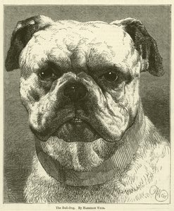 斗牛犬