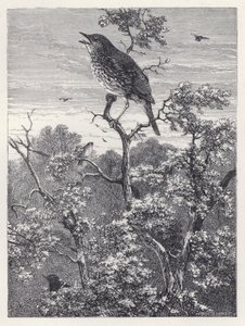The Concert of Birds (engraving) 作者 哈里森·威廉·威尔