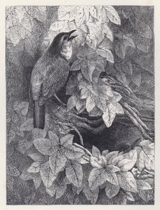 知更鸟之巢（版画） 作者 哈里森·威廉·威尔