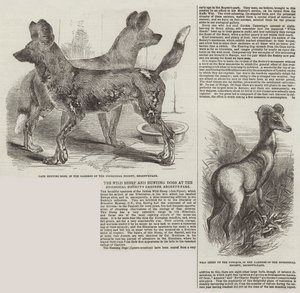 在动物园的花园，摄政公园的野生羊和猎犬 作者 Harrison William Weir