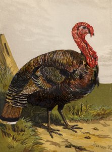 Turkey (chromolitho) 作者 哈里森·威廉·威尔
