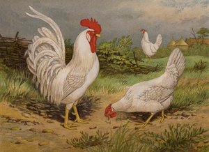 White Leghorns (chromolitho) 作者 哈里森·威廉·威尔