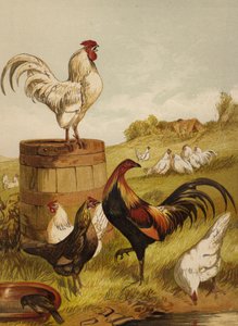白色和游戏矮脚鸡（chromolitho） 作者 哈里森·威廉·威尔