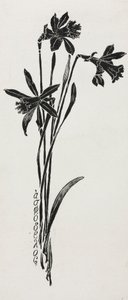 水仙花 作者 哈里·芬恩