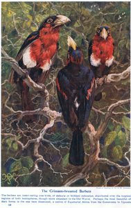 Crimson Crested Barbets，来自“海洋和海洋奇观”的插图，由卡塞尔，伦敦出版，1914年 作者 哈里·汉密尔顿·约翰斯顿