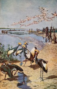 乍得湖北岸，1822年德纳姆所见 作者 哈里·汉密尔顿·约翰斯顿