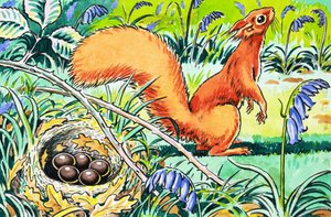 小红松鼠