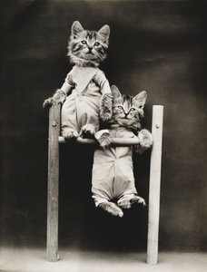 小猫系列：锻炼，约 1914 年（银质印刷品）