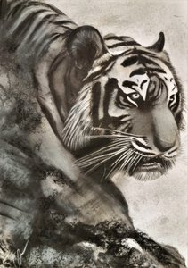 老虎在狩猎