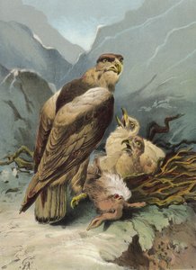 鹰和它的年轻人（chromolitho）