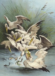 鹈鹕喂养（chromolitho）