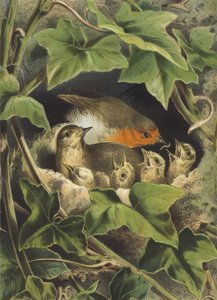 罗宾，喂养年轻人（chromolitho） 作者 赫克托·贾科梅利