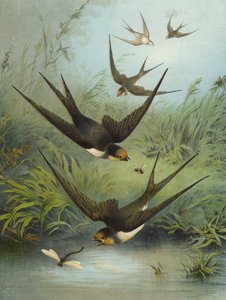 燕子（chromolitho）