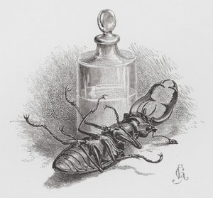 昆虫：死甲虫（雕刻） 作者 赫克托·贾科梅利