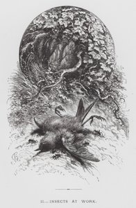 The Insect: Insects at Work (engraving) 作者 赫克托·贾科梅利