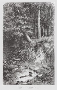 The Insect: Nest of Russet Ants (engraving) 作者 赫克托·贾科梅利