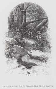 昆虫：蚂蚁、他们的羊群和他们的奴隶（版画） 作者 赫克托·贾科梅利