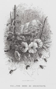 昆虫：作为建筑师的蜜蜂（版画） 作者 赫克托·贾科梅利