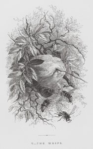 昆虫：黄蜂（版画） 作者 赫克托·贾科梅利