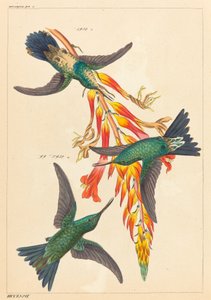三只蜂鸟与植物 作者 海因里希·哥特利布·路德维希·赖兴巴赫